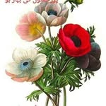 Tariq Rashed - @tariq.rashed.16 - Instagram