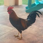 Tariq 'Fox' Robinson - @foxtariq - Instagram