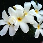 Tariq Samad - @tariqsamad54 - Instagram