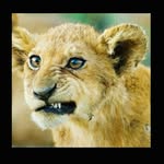 Tariq Sultan - @tariq.sultan.9615 - Instagram