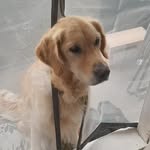 Taro Golden Retriever - @taro_goldenretriever - Instagram