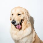 Taro The Golden Retriever - @taro.the.golden - Instagram