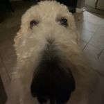 Taryn Allen - @tdawgspam150 - Instagram