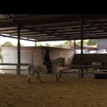 @taryn_cole_equestrian - Instagram