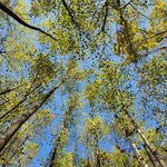 Taryn Davidson - @urban_forester_2020 - Instagram