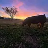 T - @taryn_gardner09 - TikTok