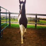 Taryn Powell - @heartland_rules - Instagram
