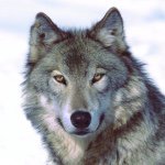 Taryn Temple - @wolves_rock1571 - Instagram