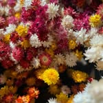 Taryn Young - @astirfloralartistry - Instagram