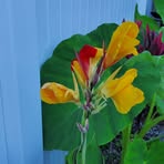 Tasha Arroyo - Facebook