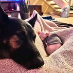 Tasha, Baxter, Weezy, & Ghost - @tashandbax - Instagram