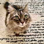 Tasha - @tashabeardontcare - Instagram