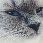 Tasha Becker - @thecatasha - Instagram