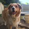 💛 - @tashathebordercollie - TikTok