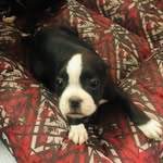 Tasha Boston Terrier - @tasha_boston_terrier - Instagram