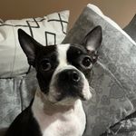 Tasha the Bear - @tasha.bostonterrier - Instagram