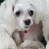 Tasha - @tashabouchard - TikTok