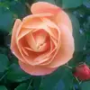 tashamccase - @tashamccase - TikTok