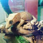 Tasha gibson - @geegee_geckos - Instagram