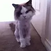 Tasha Grey - @tasha.grey77 - TikTok