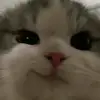 Tasha ham - @tasha.ham4 - TikTok
