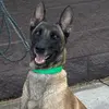 Brandmeyer K9 - @tashabrandmeyer - TikTok