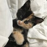 Tasha Rees - @bonboncali - Instagram