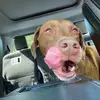 Tasha Janie Roth - @tashaj427 - TikTok