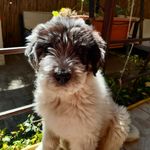 just a lil' oreo - @tasha_the_mioritic_shepherd - Instagram