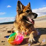 Tasha | German Shepherd Dog🐾 - @tashybashi - Instagram