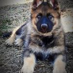 Tasha Shepherd - @tasha.z.gsd - Instagram