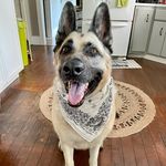 Tasha - @tasha_the_german_shepherd - Instagram