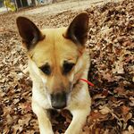 Tasha - @tasha_the_german_shepherd_ - Instagram