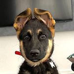 Tasha The German Shepherd - @tasha.thegermansheperd - Instagram