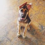 Tasha the German Shepherd - @tasha_thegermanshepherd - Instagram