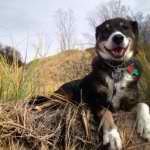 Tasha the shepherd - @tashasgram - Instagram