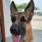 Tasha - @the_tasha_german_shepherd - Instagram