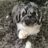 Tasha Steinbach815 - @tsteinbach2 - TikTok