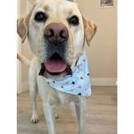 Tasha Stevenson - @reese_animalia - Instagram