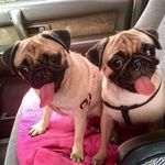 Welcome To My Pugmily - @tasha.tanya.travis.chico - Instagram