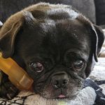 Tate Donovan - @dog_mom45465 - Instagram
