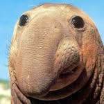 Tate Moore - @ugly_seal - Instagram