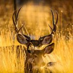 Tate Smith - @crooked_ridge_photography - Instagram