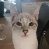 tatjanaschelleken - @tatjanaschelleken - TikTok