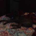 Tatum Oneil Howard - @tator_pup_2 - Instagram