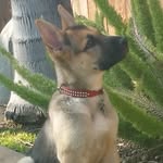 🐾Follow My Paw Prints🐾🐶 - @tatum_the_german_shepherd - Instagram