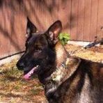 Tatum Kennels German Shepherd dogs and all breed training - Facebook