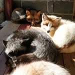 Таура, Карат, Рудольф и Харуна - @foxyrush - Instagram