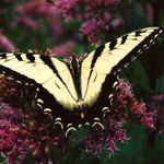 Tavia Cathcart Brown - @flowerwriter_108 - Instagram