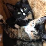 Tavi & Cooper - @tavi.and.cooper - Instagram